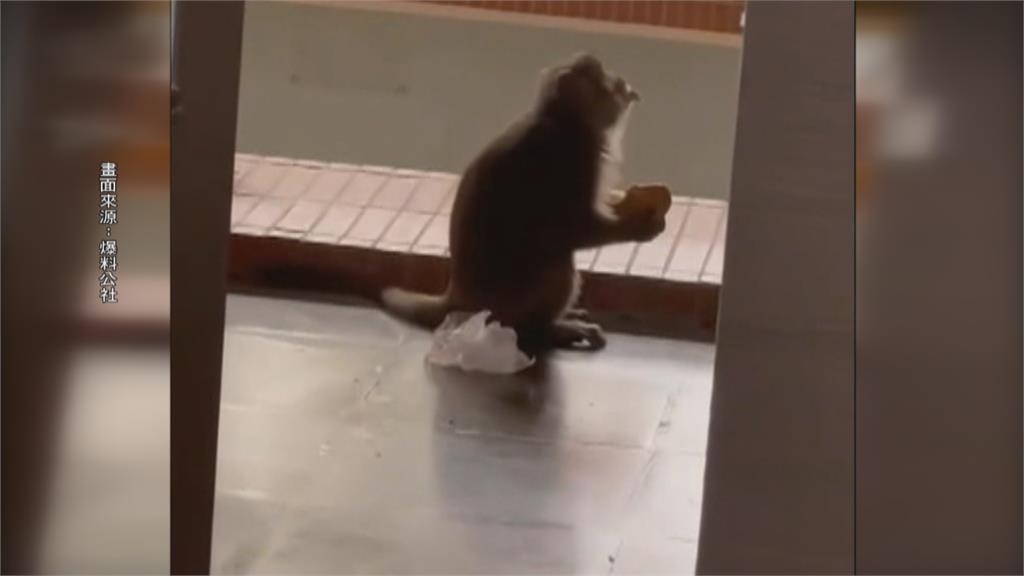 牠也想學微積分　獼猴出現中山大學教室內
