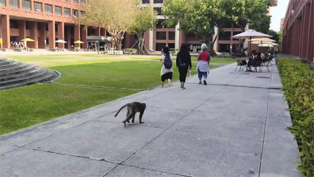 牠也想學微積分　獼猴出現中山大學教室內