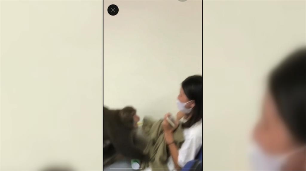 「猴同學」學微積分、日文？　中山大學學生又被牠搶了