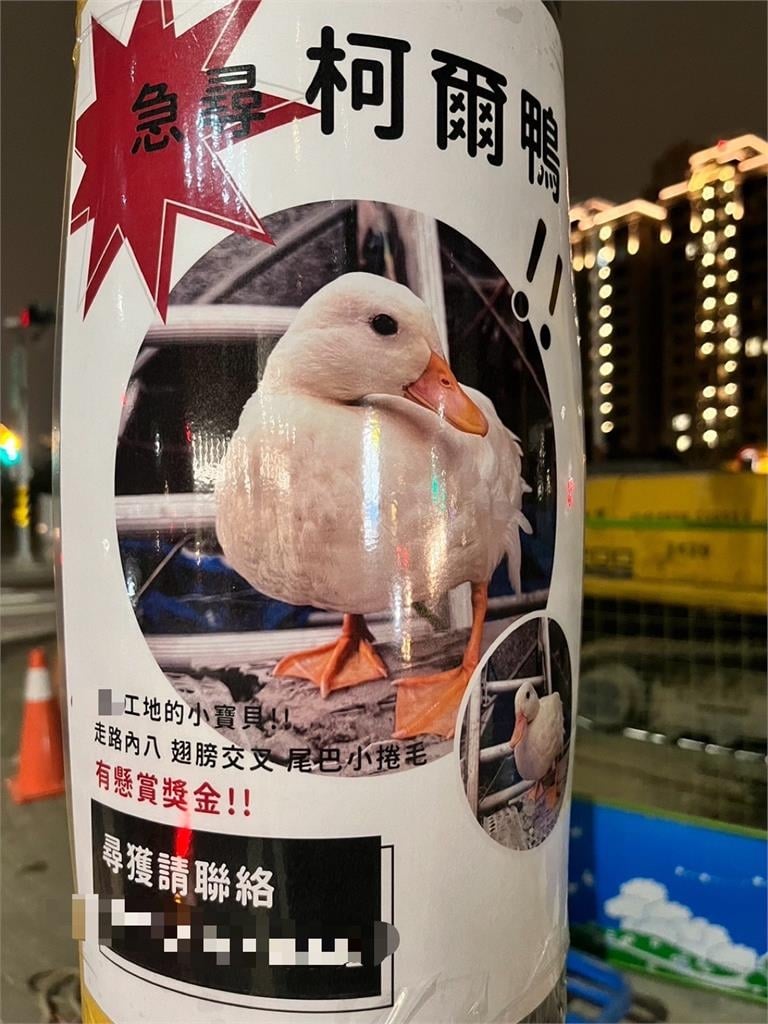 肥嫩小白鴨「被阿北抓走」糟了！尋回「面目全非」網笑：好險沒變薑母鴨