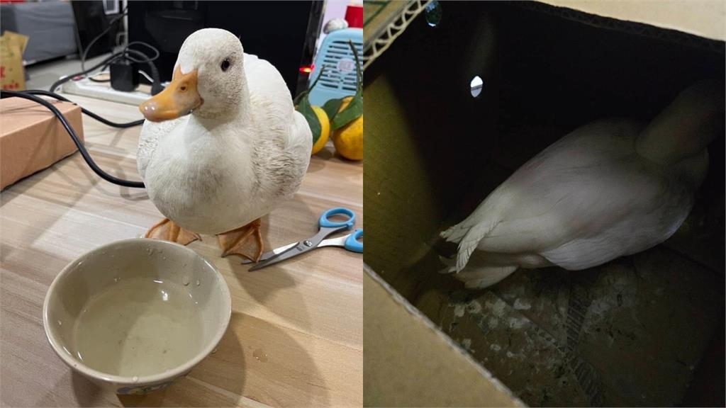 肥嫩小白鴨「被阿北抓走」糟了！尋回「面目全非」網笑：好險沒變薑母鴨