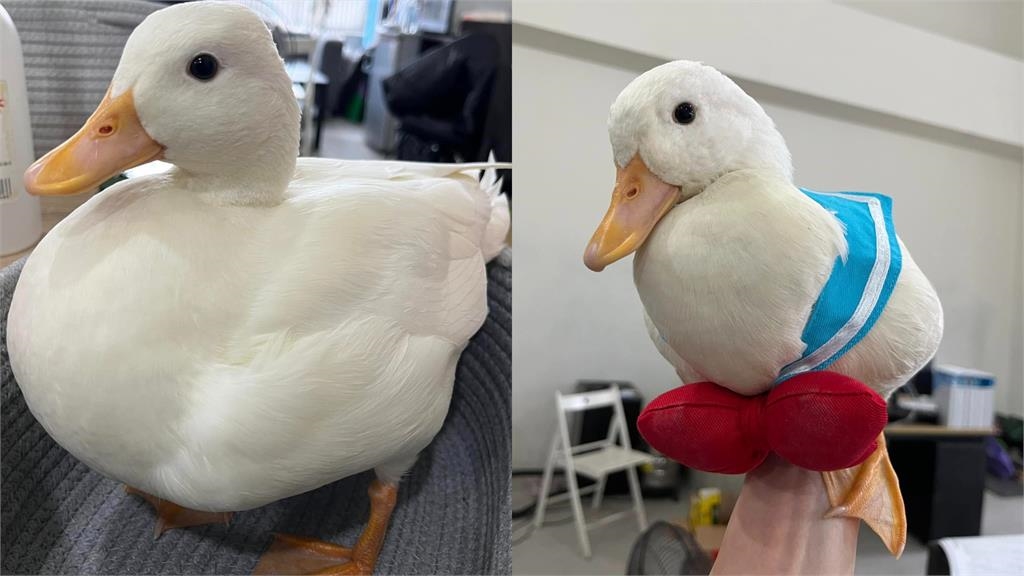 肥嫩小白鴨「被阿北抓走」糟了！尋回「面目全非」網笑：好險沒變薑母鴨