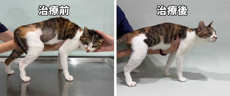 貓咪禿毛竟是皮膚太癢！ 對付異位性皮膚症候群有絕招