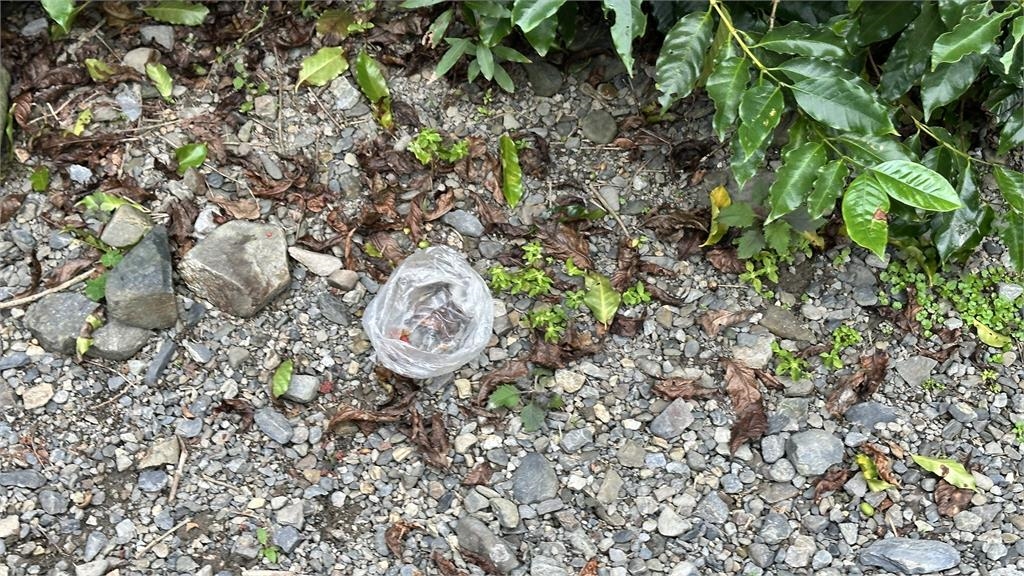 愛心媽媽沿步道餵食流浪貓狗 動保團體憂生態衝突