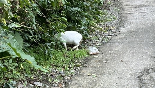 愛心媽媽沿步道餵食流浪貓狗 動保團體憂生態衝突