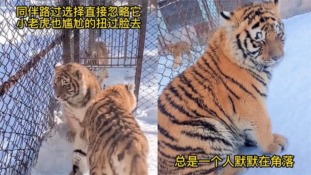 猛虎變「胖虎」同伴嫌棄人不理 委屈萌樣惹心疼:姨姨抱抱!