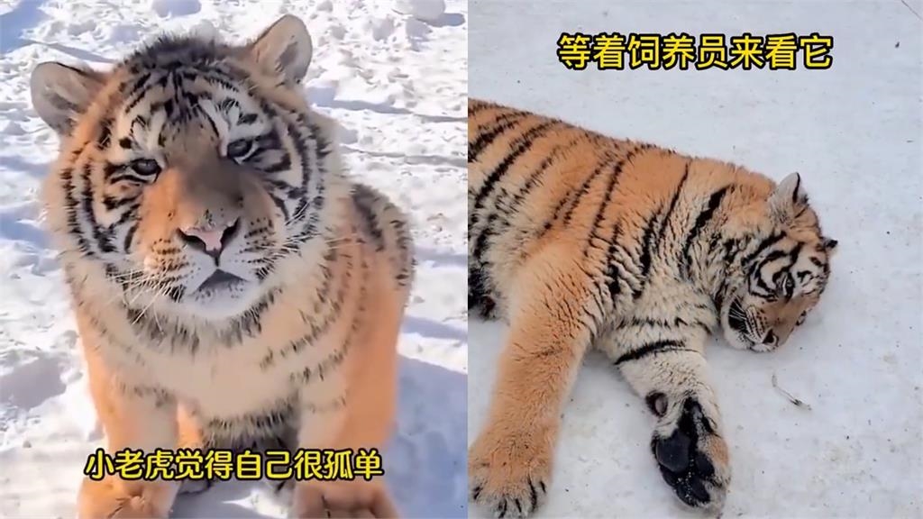 猛虎變「胖虎」同伴嫌棄人不理 委屈萌樣惹心疼:姨姨抱抱!
