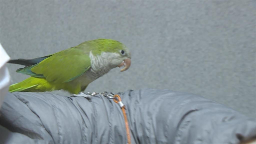 「迷航鸚鵡」飛派出所「求救」 腳環電話讓飼主找回愛鳥