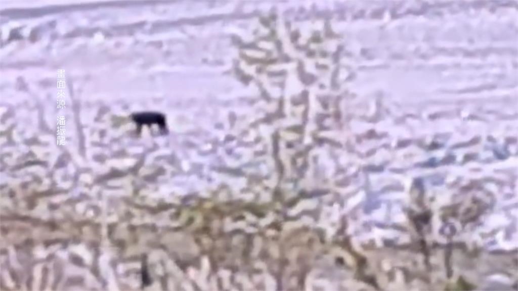 咦！黑熊不冬眠？花蓮農民目擊「黑熊覓食」立刻開拍直播