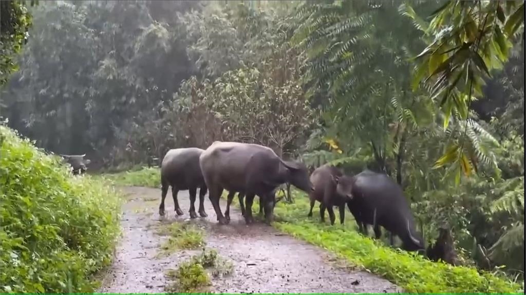 擎天崗水牛進入社區覓食　破壞農田在馬路上流浪