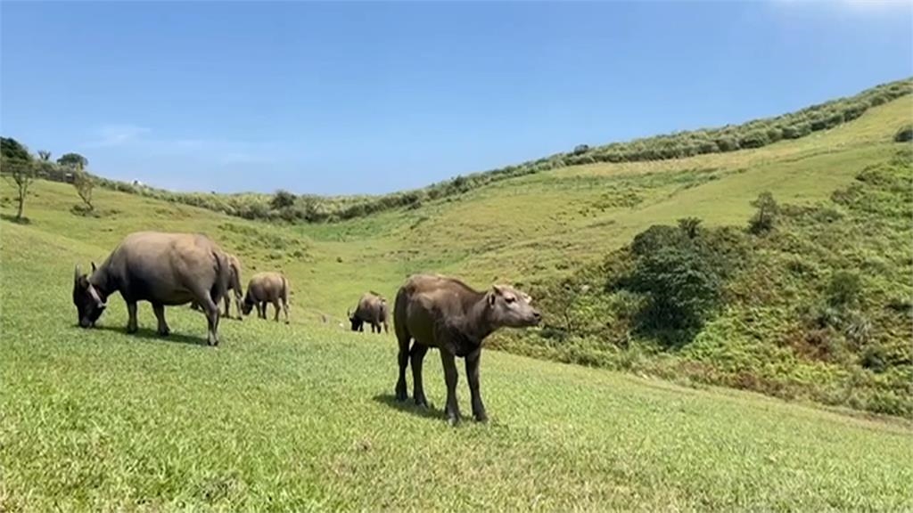 擎天崗水牛進入社區覓食　破壞農田在馬路上流浪