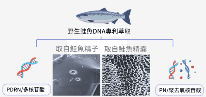 韓國醫美大勢爆品「麗珠蘭」登台！該選手打、機打還是塗抹？醫師這樣說