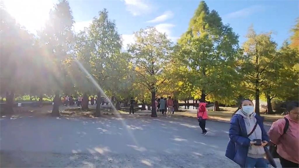 充滿異國情調！雲林落羽松冬季美景　兩處秘境吸賞景遊客