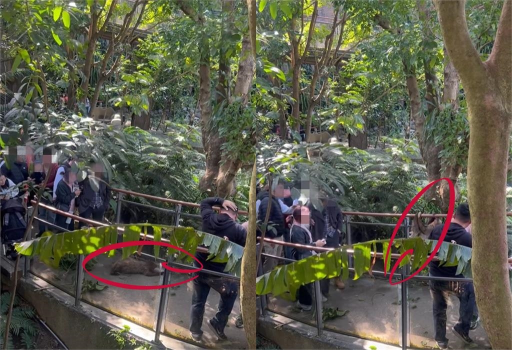 樹獺「從天而降」砸到人!下1秒「飆出最高時速」逃離現場…園方回應了