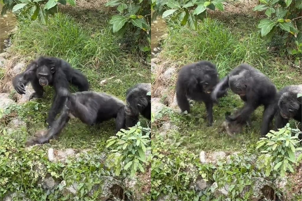 台灣獼猴誤闖動物園!遭黑猩猩殘忍群毆「活捉狂摔致死」現場慘叫連連