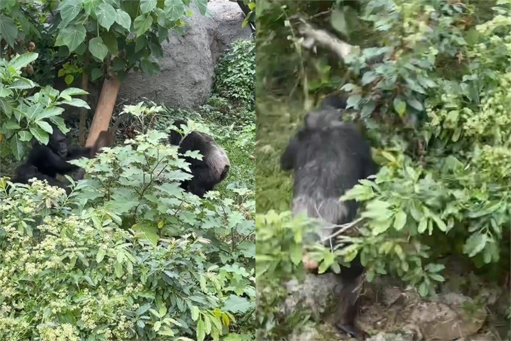 台灣獼猴誤闖動物園!遭黑猩猩殘忍群毆「活捉狂摔致死」現場慘叫連連