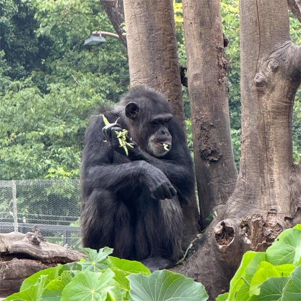 台灣獼猴誤闖動物園!遭黑猩猩殘忍群毆「活捉狂摔致死」現場慘叫連連