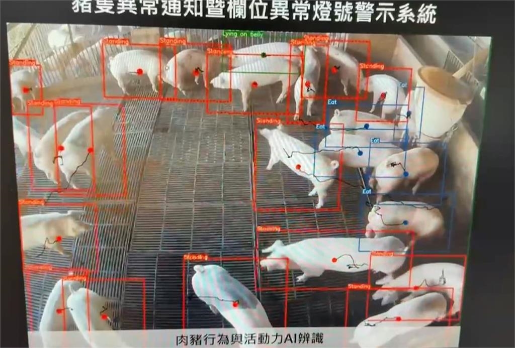 小豬頻傳夭折「被媽媽壓死」　AI系統1功能豬農全笑了