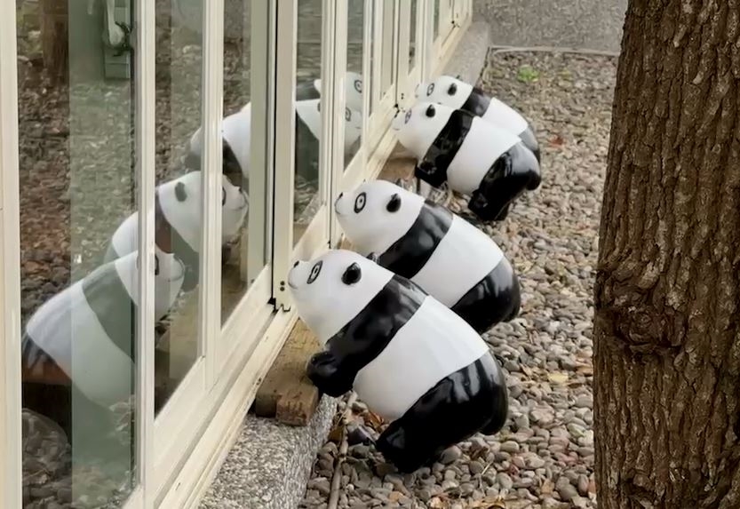 宜蘭期間限定環保牧場　98隻「貓熊裝置藝術」成打卡熱點