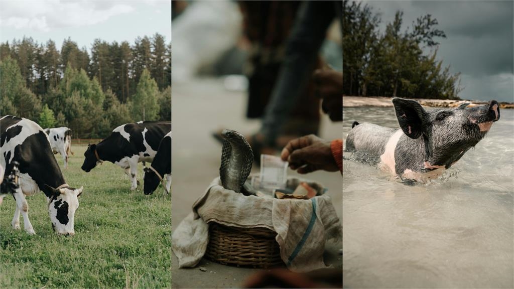 2025年3生肖「會爆富」財運爆棚！　這3類人注意「1關鍵」可保財