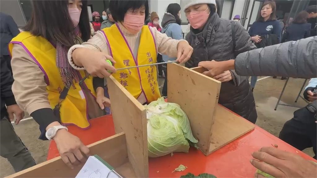 馬公市烏崁「高麗菜王」選拔 單顆最重19.1台斤