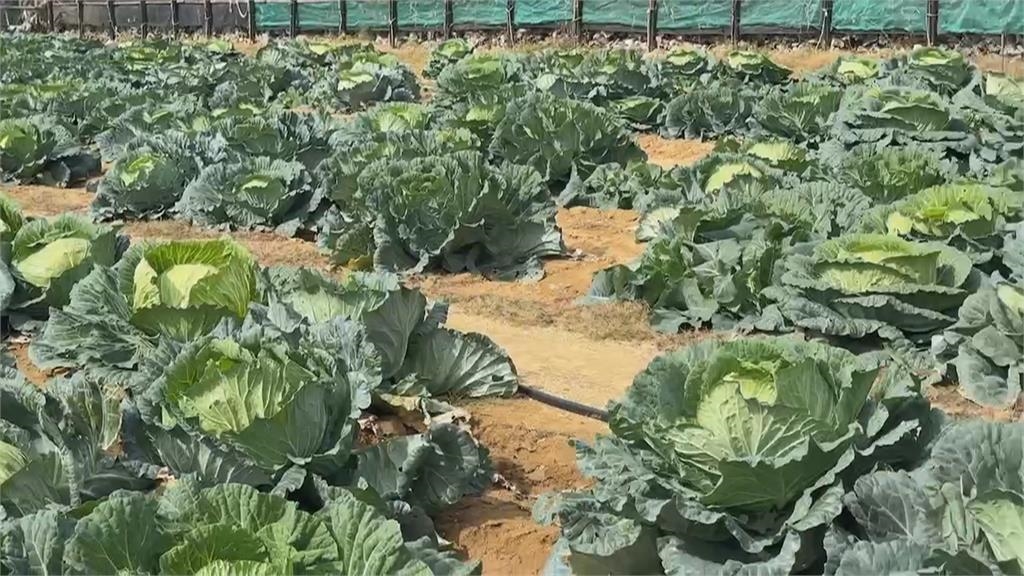 馬公市烏崁「高麗菜王」選拔 單顆最重19.1台斤