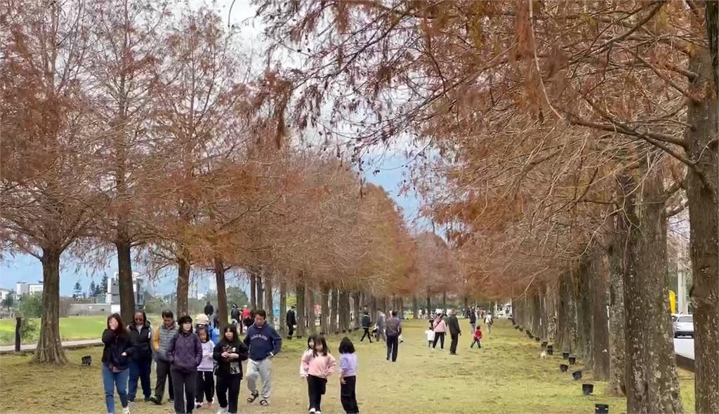 宜蘭三星安農溪落羽松秘境 濃濃冬意景緻夢幻