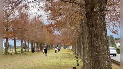 宜蘭三星安農溪落羽松秘境 濃濃冬意景緻夢幻