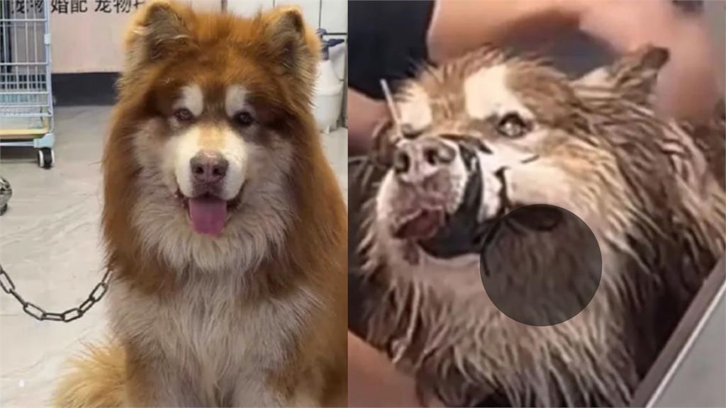 中國網紅狗疑直播中洗澡被「綁嘴」釀去世!陳喬恩怒轟:看了一場謀殺