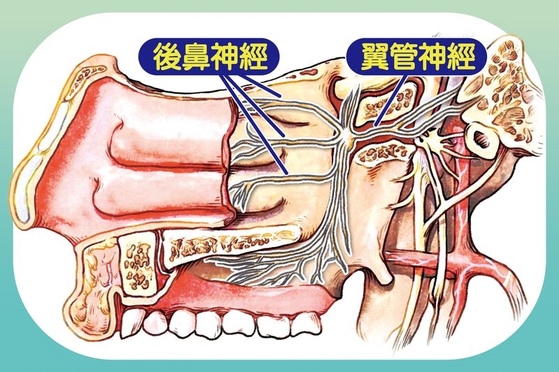 長期飽受鼻過敏所苦？　「新型手術治療」改善鼻症狀，同時解決睡眠困擾