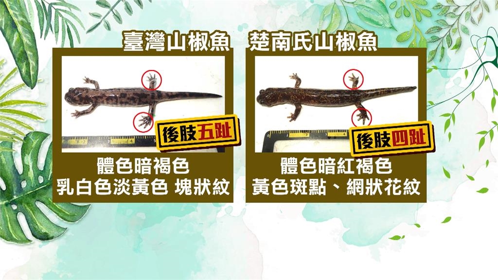 臺灣山椒魚命名錯了一百年! 後肢有五趾才是正牌的