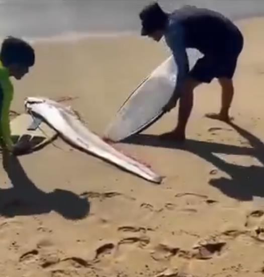 嘉義6.4強震早有徵兆?盤點「地震魚」現身4巧合…曾預告釀1.5萬死悲劇