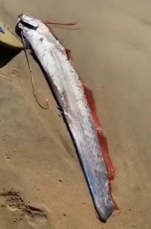 嘉義6.4強震早有徵兆?盤點「地震魚」現身4巧合…曾預告釀1.5萬死悲劇