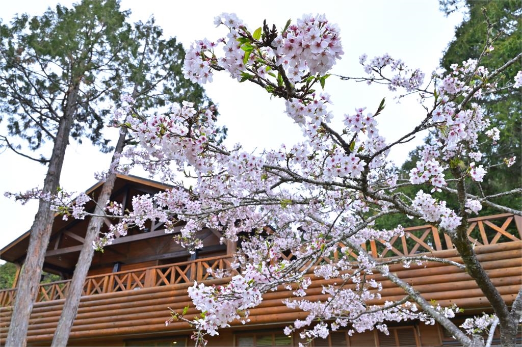 全台兩大「櫻花祭」強強聯手！「九族文化村Ｘ阿里山森林遊樂區」雙重享受