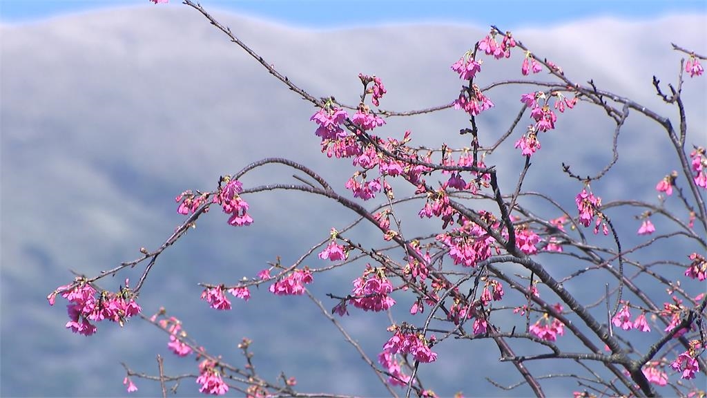 把握初二好天氣! 士林官邸湧賞花人潮"人比花多"
