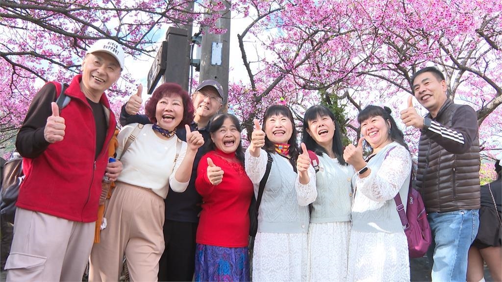 全台最美櫻花巷！　陽明山平菁街42巷　寒櫻綻放成粉嫩花海