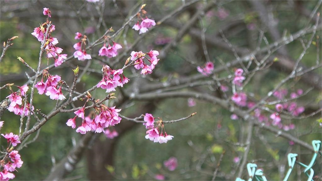 全台最美櫻花巷! 陽明山平菁街42巷 寒櫻綻放成粉嫩花海