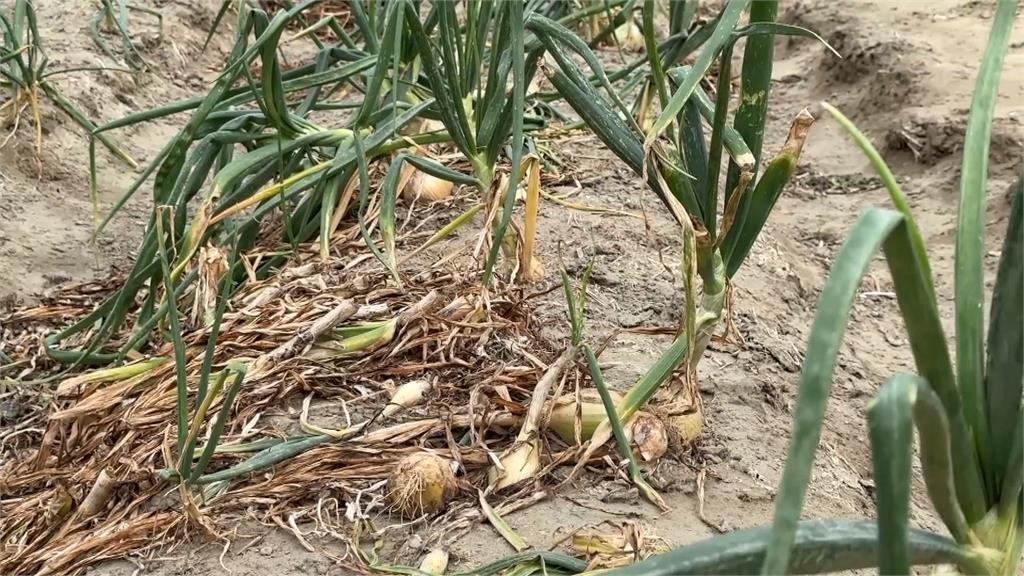 洋蔥價格大好農民卻無奈　「這原因」導致無貨可出