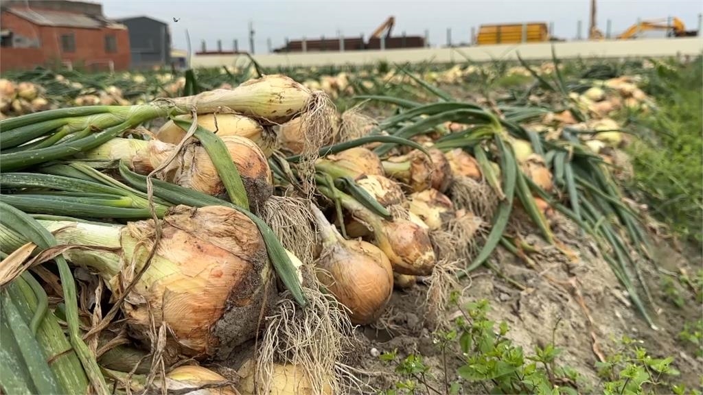 洋蔥價格大好農民卻無奈　「這原因」導致無貨可出