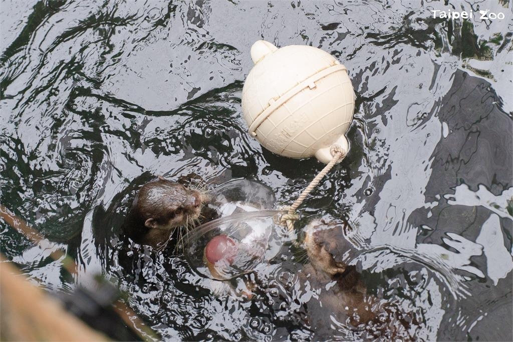 快新聞／大貓熊也過元宵節？　北市動物園備「塑膠湯圓」海廢浮球變玩具