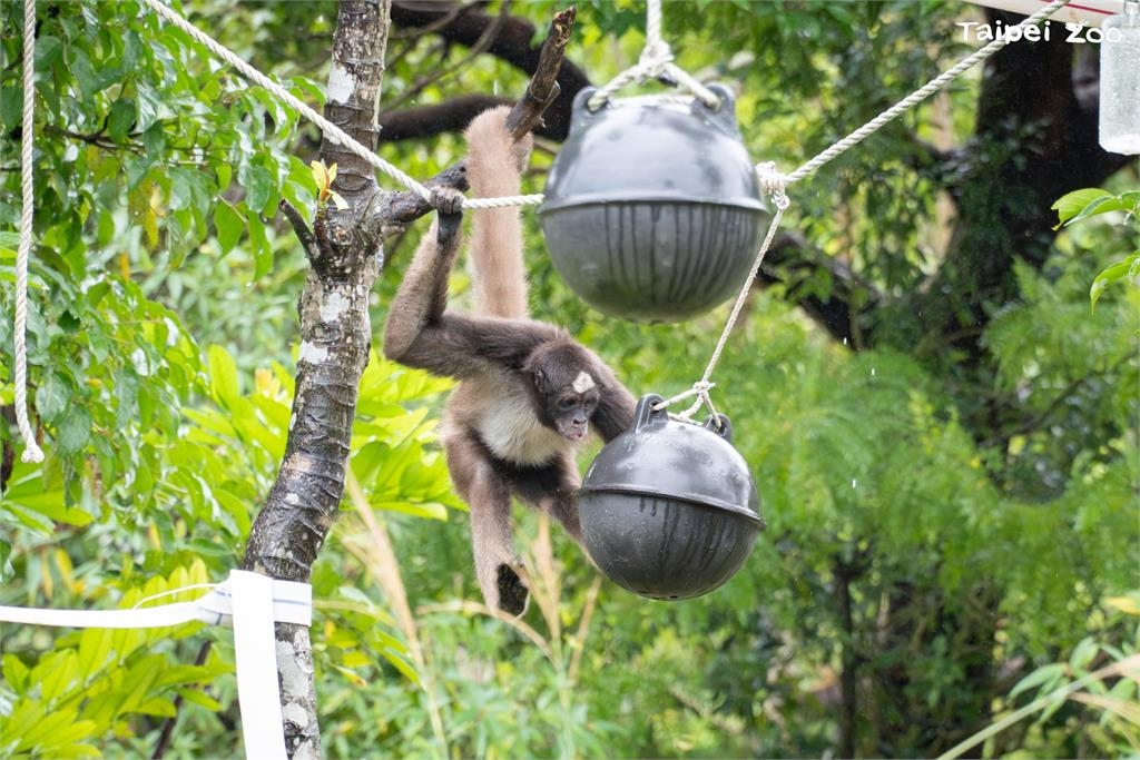 快新聞／大貓熊也過元宵節？　北市動物園備「塑膠湯圓」海廢浮球變玩具