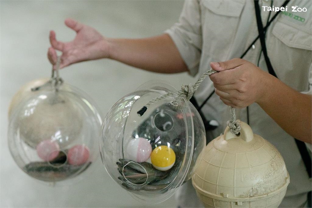 快新聞／大貓熊也過元宵節？　北市動物園備「塑膠湯圓」海廢浮球變玩具