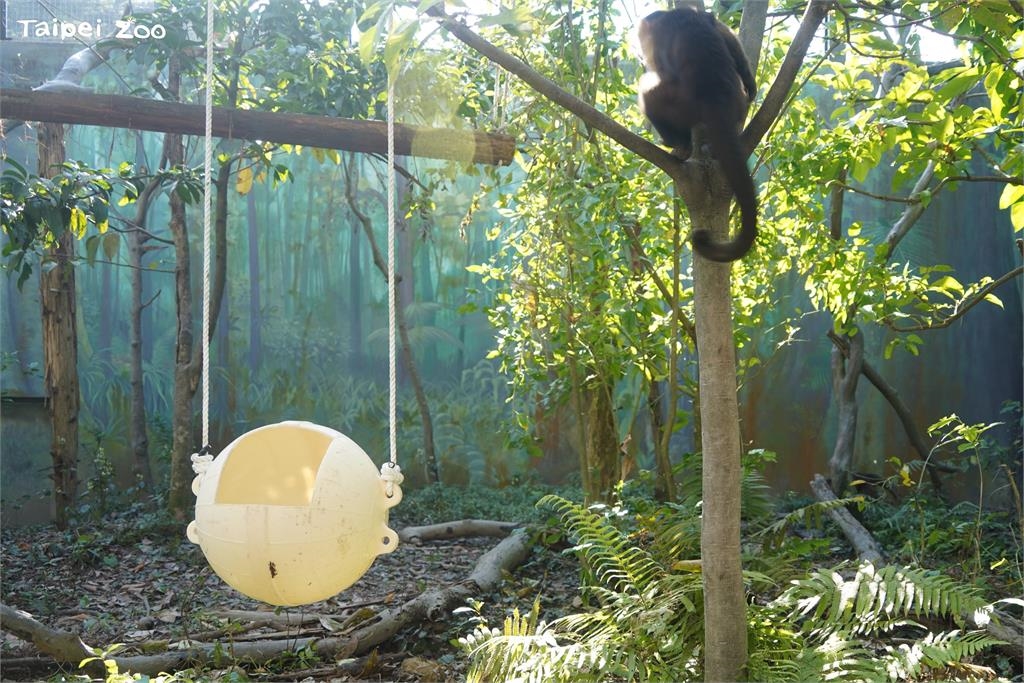 快新聞／大貓熊也過元宵節？　北市動物園備「塑膠湯圓」海廢浮球變玩具