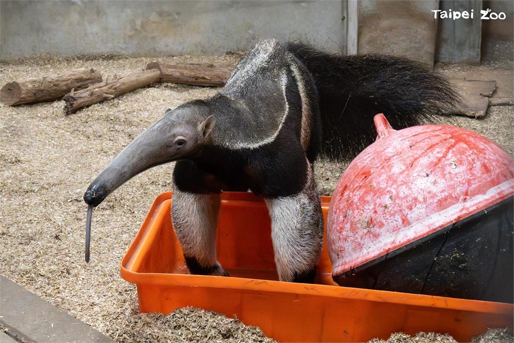 快新聞／大貓熊也過元宵節？　北市動物園備「塑膠湯圓」海廢浮球變玩具