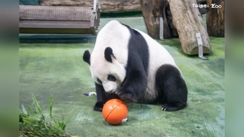 大貓熊也過元宵節？　北市動物園備「塑膠湯圓」海廢浮球搖身變玩具