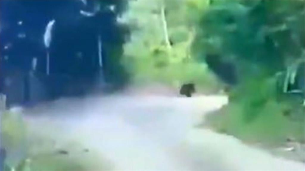 台東、花蓮頻有熊出沒!利嘉林道、台9線現蹤