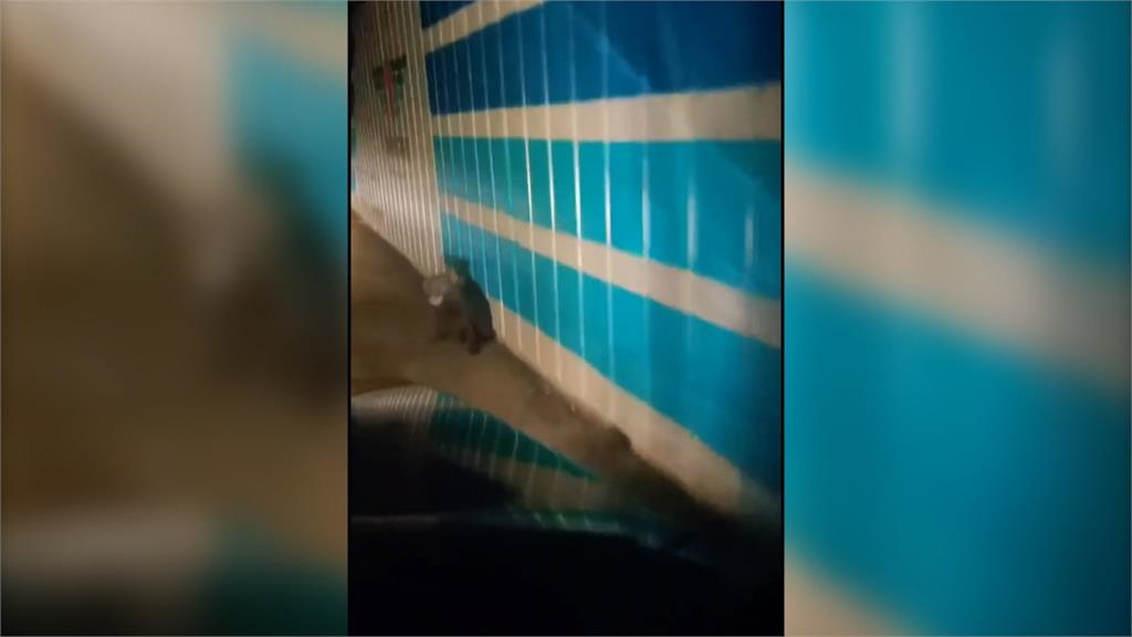 台東、花蓮頻有熊出沒!利嘉林道、台9線現蹤