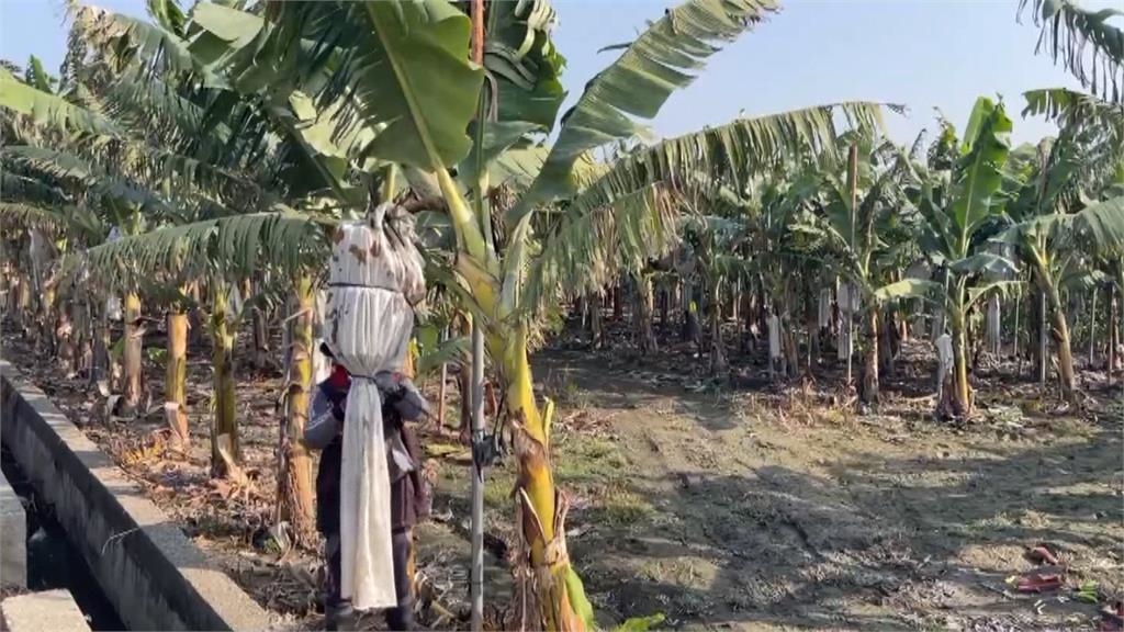冬蕉產量少! 去年風災.近日天寒 每台斤將近百元