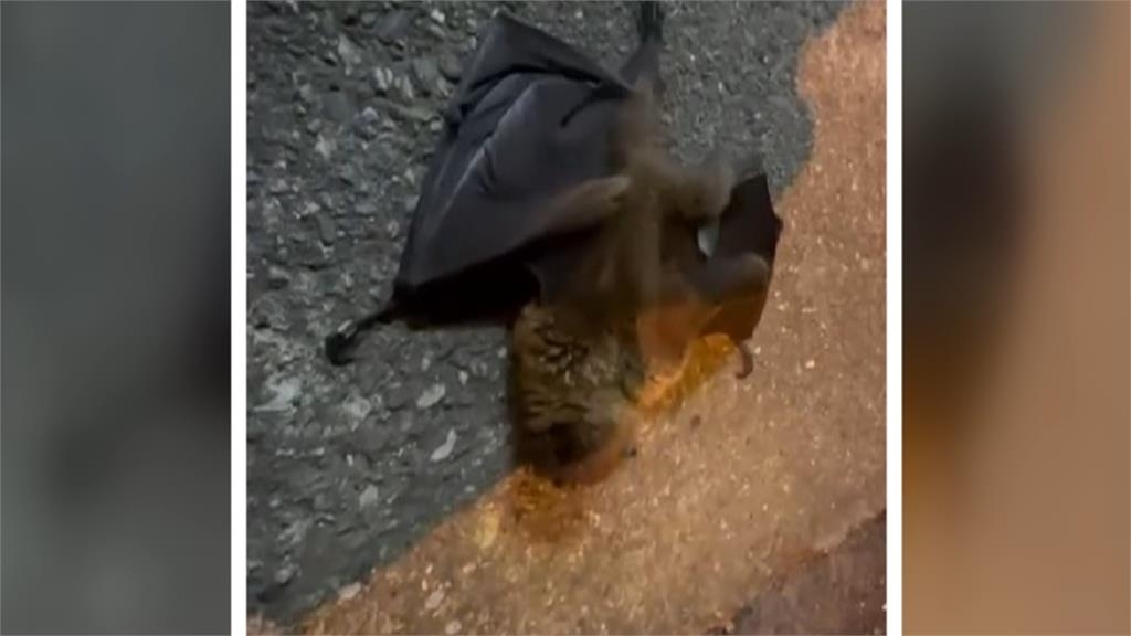 一級保育類"狐蝠"撞民宅鐵門 頭部疑遭攻擊送救治