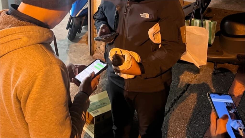 一級保育類"狐蝠"撞民宅鐵門 頭部疑遭攻擊送救治